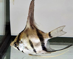 PTEROPHYLLUM SCALARE RIO NANAY 3 cm