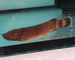 Malapterurus electricus 12-15 cm