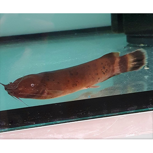 Malapterurus electricus 1215 cm EasyFish Shop