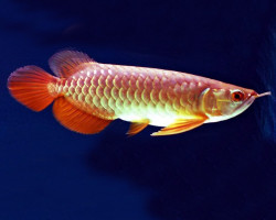 Scleropages Formosus Golden Redtail 14-15Cm