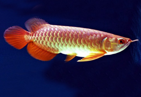 Scleropages Formosus Golden Redtail 14-15Cm