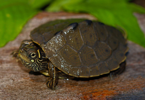 Graptemys ouachitensis