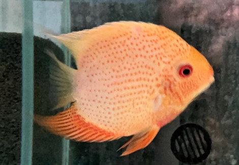 Heros Severus Red Spot 10-12 cm