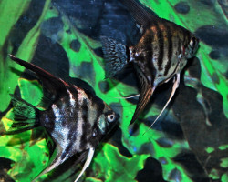 Pterophyllum Sc. Dark Mixed L