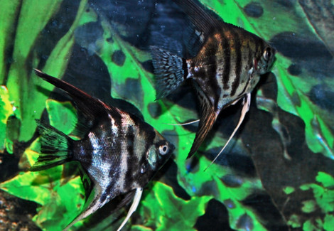 Pterophyllum Sc. Dark Mixed L