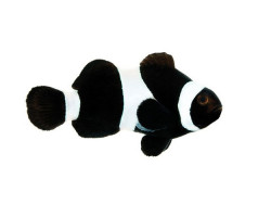Amphiprion Ocellaris Darwini (Black) - Allevato M.