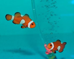 Amphiprion Ocellaris Mis Banded Pattern - Allevato L