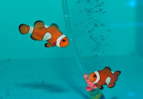 Amphiprion Ocellaris Mis Banded Pattern - Allevato L
