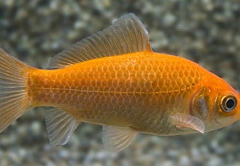 Car. Aur. Mixed 30/ 35, Goldfish Mixed