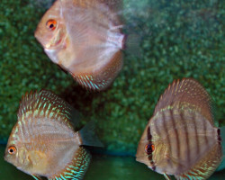 Discus Mixed S/M