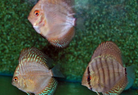 Discus Mixed S/M