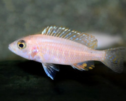 Haplochromis Fryeri Gold Xs