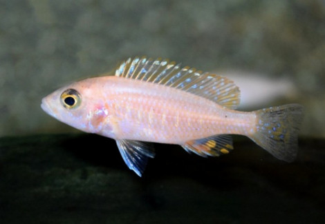Haplochromis Fryeri Gold Xs