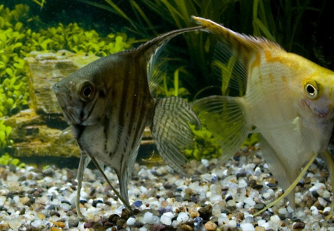 Pterophyllum Sc. Mixed Super Show