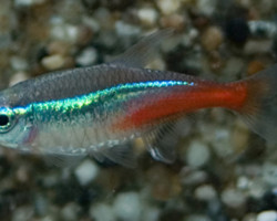 Branco di 25 Paracheirodon innesi 2 cm