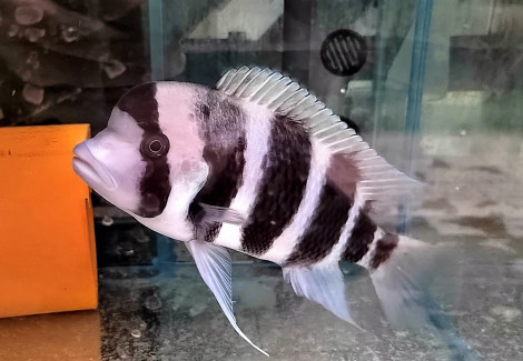 Cyphotilapia Gibberosa Blue Zaire Moba 12-14 cm