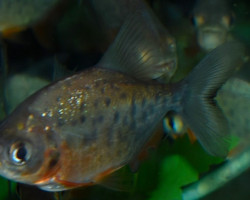 Colossoma Brachypomus M
