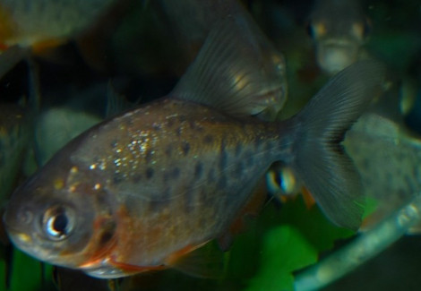 Colossoma Brachypomus M