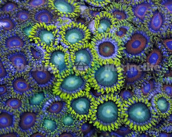 Zoanthus Frag (Ultra)