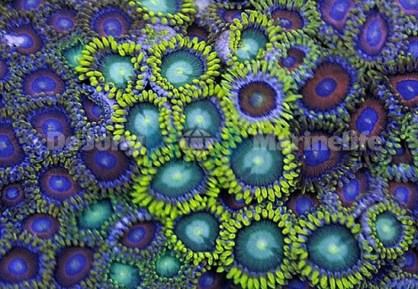 Zoanthus Frag (Ultra)