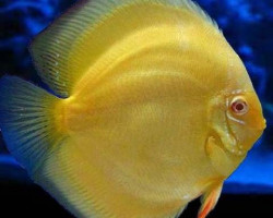 Discus Albino Gold S/M