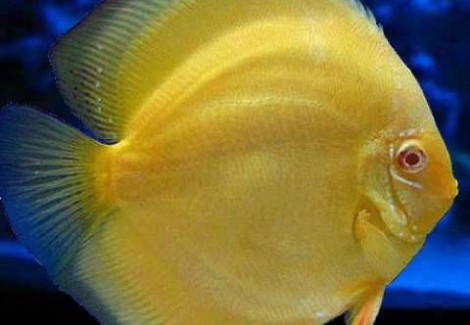 Discus Albino Gold S/M