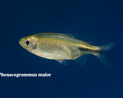 Phenacogrammus Major M