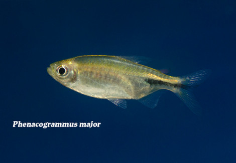 Phenacogrammus Major M
