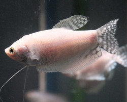 Cyprichromis Microlepidotus 3,5-4