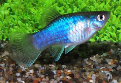 Platy Blue S/M