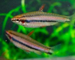 Nannostomus Sp. Peru L