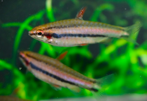 Nannostomus Sp. Peru L