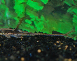 Sturisomatichthys Aureus Xs