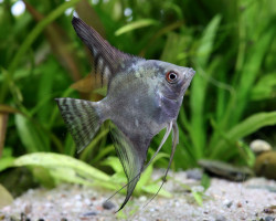 Pterophyllum Sc. California Sm