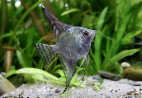 Pterophyllum Sc. California Sm