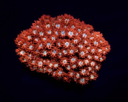 Goniopora Spp. (Fire And Ice) M