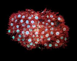 Goniopora Spp. (Fire And Ice) Ml