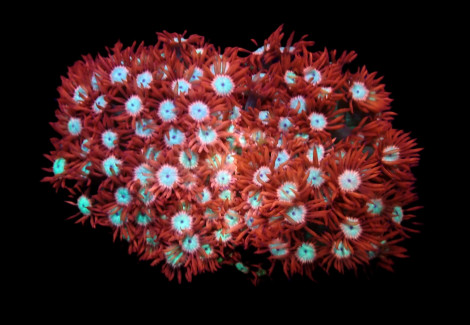 Goniopora Spp. (Fire And Ice) Ml