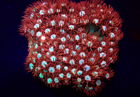 Goniopora Spp. (Fire And Ice) S