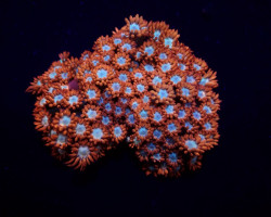 Goniopora Spp. (Fire And Ice) Xs