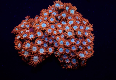 Goniopora Spp. (Fire And Ice) Xs
