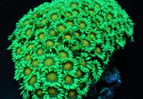 Goniopora Spp. (Premium) M