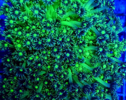 Goniopora Spp. (Premium) S