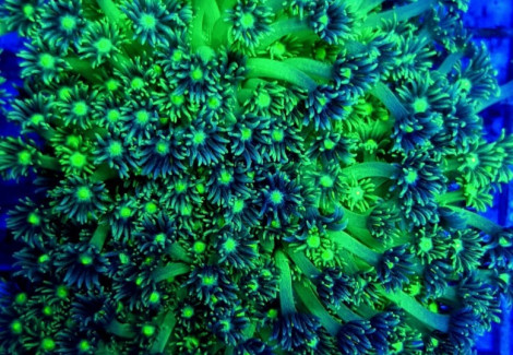 Goniopora Spp. (Premium) S