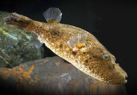 Tetraodon (Pao) Suvattii 10-12 Cm