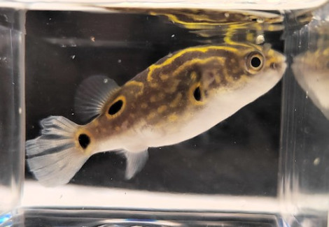 Tetraodon Cf. Biocellatus M