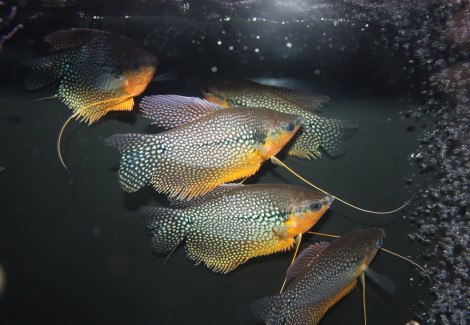 Trichopodus Leeri Pearl M