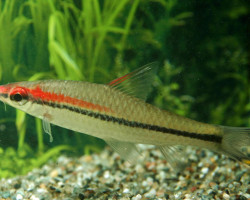 Puntius Denisonii Xs