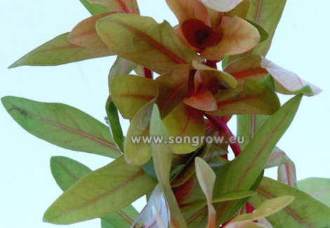 Ammania Pedicellata Gold