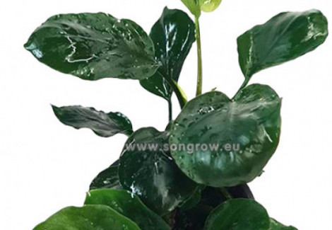 Anubias Barteri Sp. 'Coin Leaf'